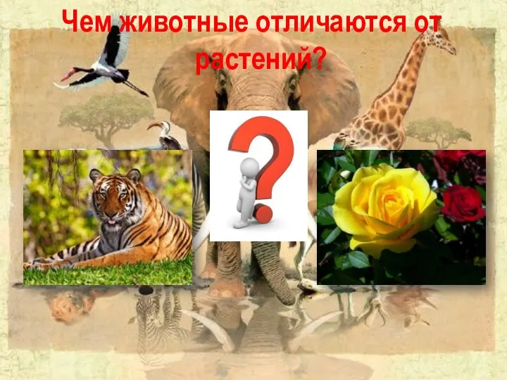 Чем животные отличаются от растений?