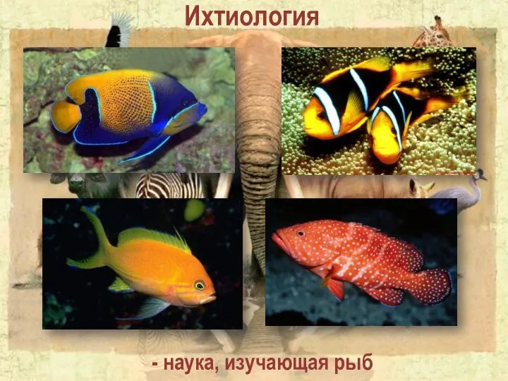 Ихтиология - наука, изучающая рыб
