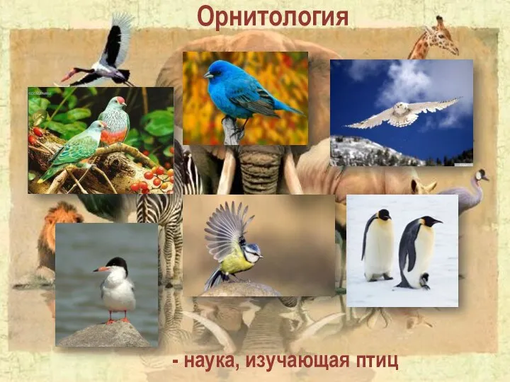 Орнитология - наука, изучающая птиц