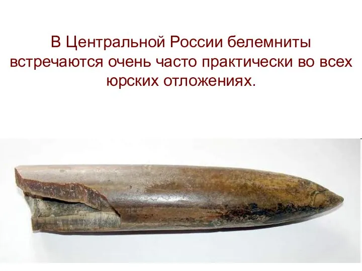 В Центральной России белемниты встречаются очень часто практически во всех юрских отложениях.