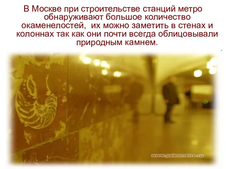 В Москве при строительстве станций метро обнаруживают большое количество окаменелостей, их можно