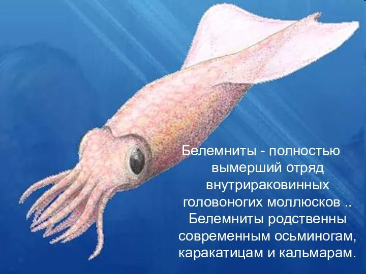 Белемниты - полностью вымерший отряд внутрираковинных головоногих моллюсков .. Белемниты родственны современным осьминогам, каракатицам и кальмарам.