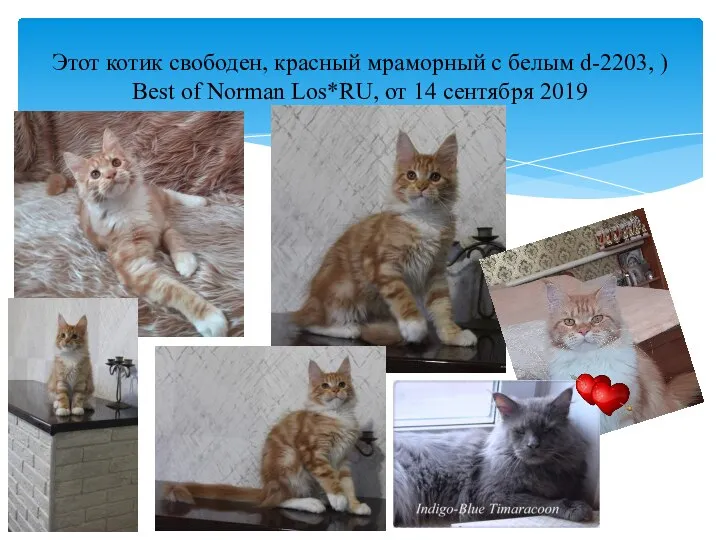 Этот котик свободен, красный мраморный с белым d-2203, ) Best of Norman