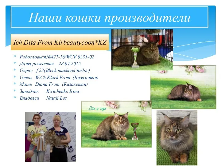 Наши кошки производители Ich Dita From Kirbeautycoon*KZ Родословная №427-16/WCF 0233-02 Дата рождения