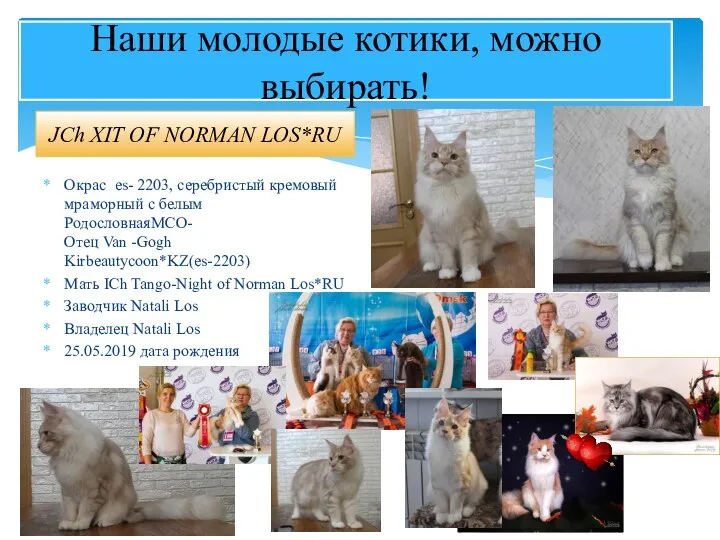 Наши молодые котики, можно выбирать! JCh XIT OF NORMAN LOS*RU Окрас es-