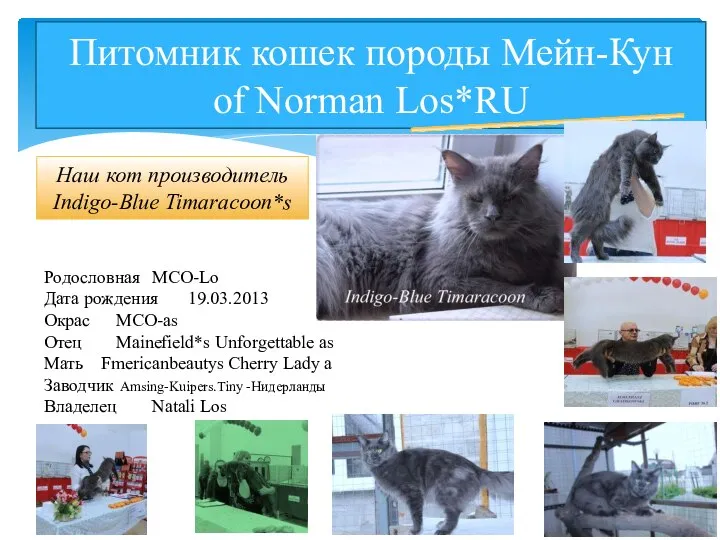 Питомник кошек породы Мейн-Кун of Norman Los*RU Наш кот производитель Indigo-Blue Timaracoon*s