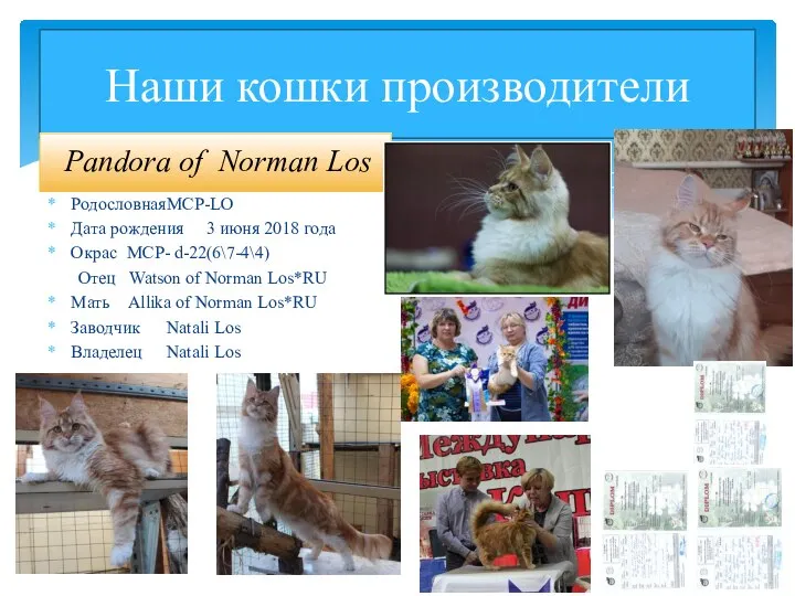 Наши кошки производители Pandora of Norman Los Родословная MCP-LO Дата рождения 3