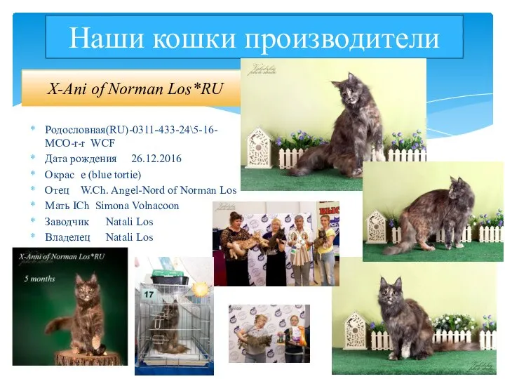 Наши кошки производители X-Ani of Norman Los*RU Родословная (RU)-0311-433-24\5-16- MCO-r-r WCF Дата