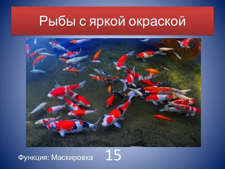 Рыбы с яркой окраской Функция: Маскировка 15