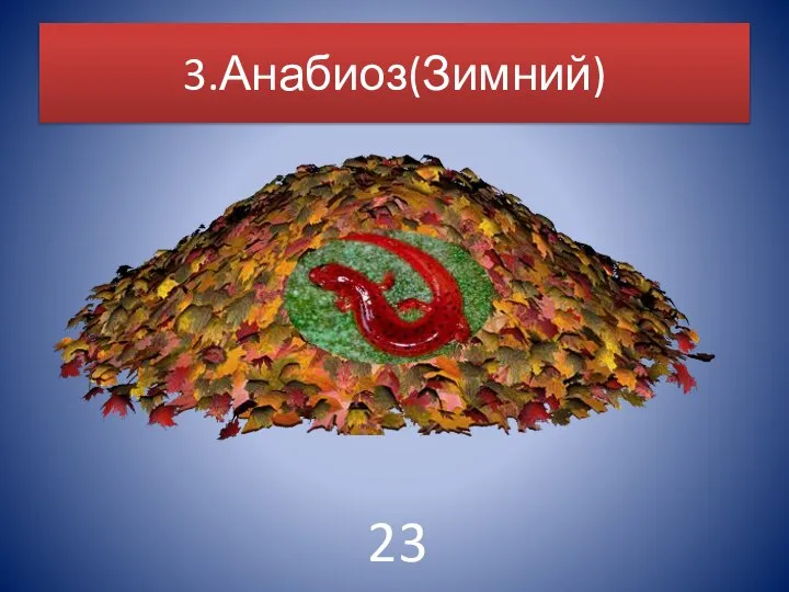 3.Анабиоз(Зимний) 23