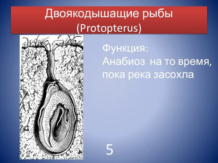 Двоякодышащие рыбы(Protopterus) Функция: Анабиоз на то время, пока река засохла 5