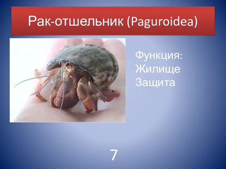 Рак-отшельник (Paguroidea) Функция: Жилище Защита 7