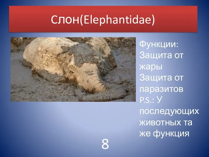 Cлон(Elephantidae) Функции: Защита от жары Защита от паразитов P.S.: У последующих животных та же функция 8