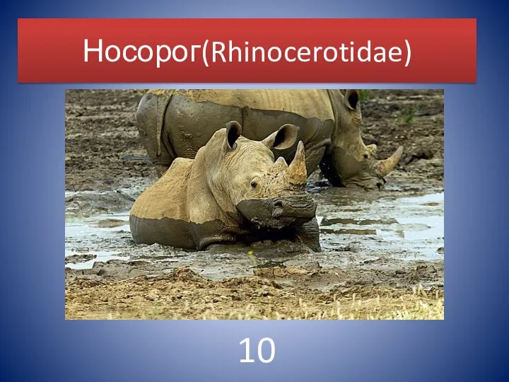 Носорог(Rhinocerotidae) 10