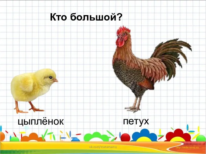 Кто большой? цыплёнок петух vk.com/matemama