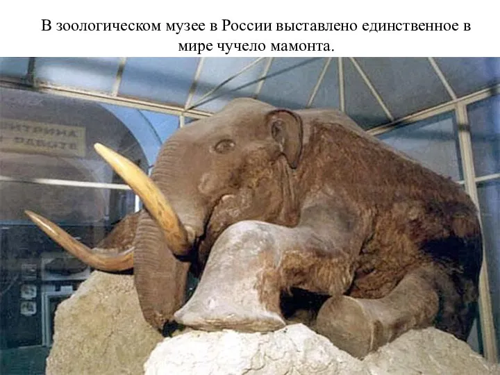 В зоологическом музее в России выставлено единственное в мире чучело мамонта.