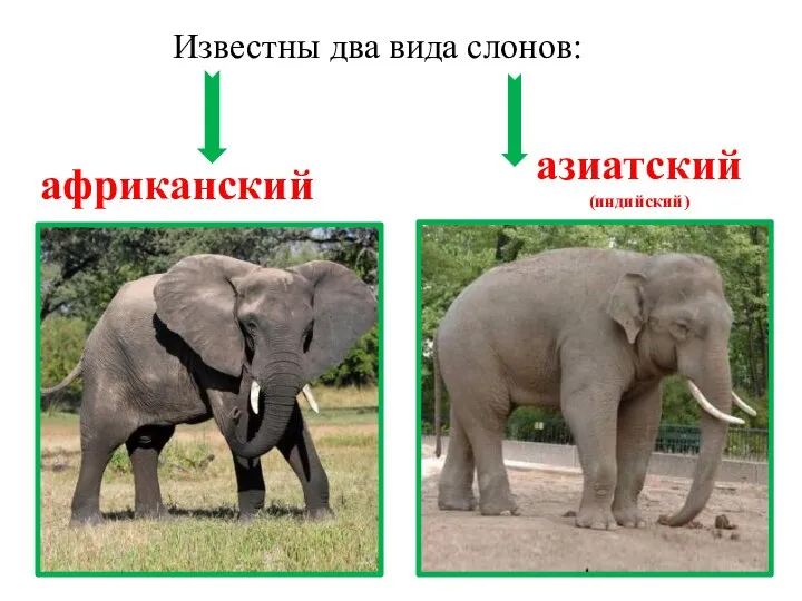 Известны два вида слонов: африканский азиатский (индийский)