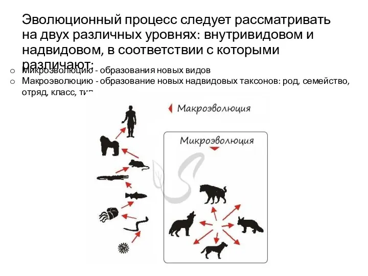 Эволюционный процесс следует рассматривать на двух различных уровнях: внутривидовом и надвидовом, в