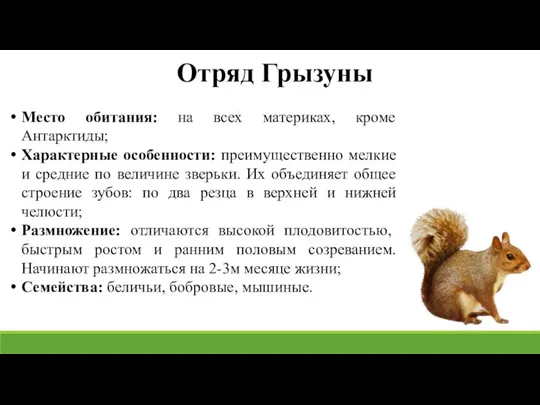 Отряд Грызуны Место обитания: на всех материках, кроме Антарктиды; Характерные особенности: преимущественно