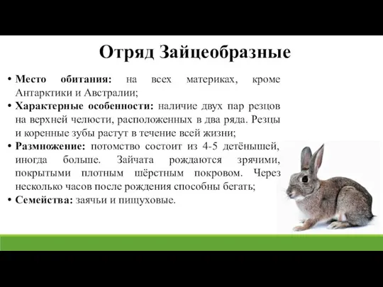 Отряд Зайцеобразные Место обитания: на всех материках, кроме Антарктики и Австралии; Характерные