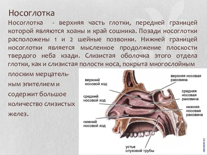 Носоглотка Носоглотка - верхняя часть глотки, передней границей которой являются хоаны и