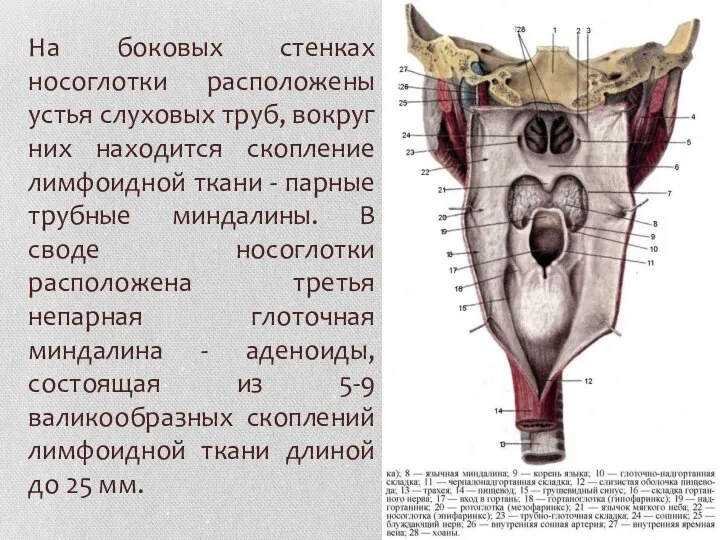 На боковых стенках носоглотки расположены устья слуховых труб, вокруг них находится скопление