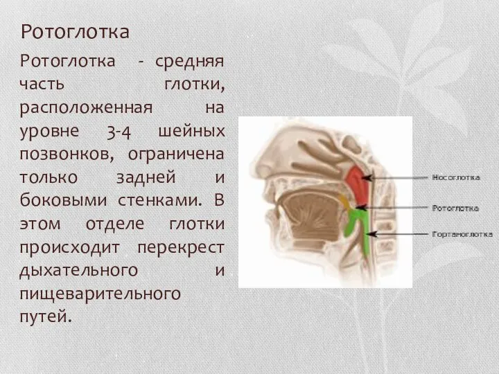 Ротоглотка Ротоглотка - средняя часть глотки, расположенная на уровне 3-4 шейных позвонков,