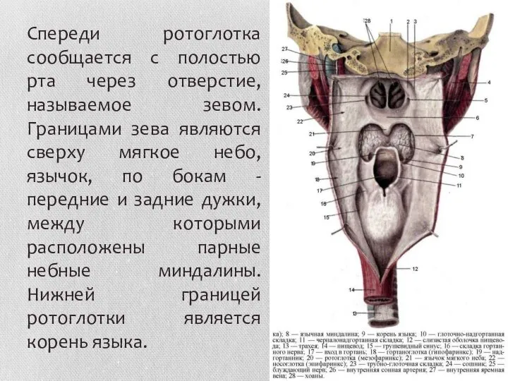 Спереди ротоглотка сообщается с полостью рта через отверстие, называемое зевом. Границами зева