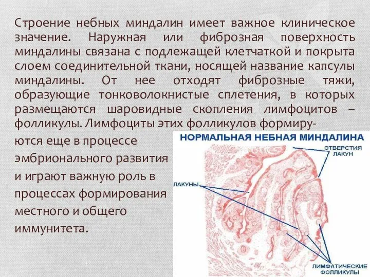 Строение небных миндалин имеет важное клиническое значение. Наружная или фиброзная поверхность миндалины