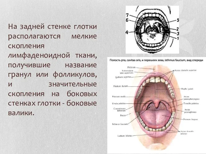 На задней стенке глотки располагаются мелкие скопления лимфаденоидной ткани, получившие название гранул