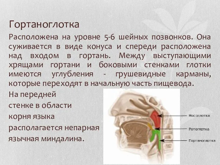 Гортаноглотка Расположена на уровне 5-6 шейных позвонков. Она суживается в виде конуса