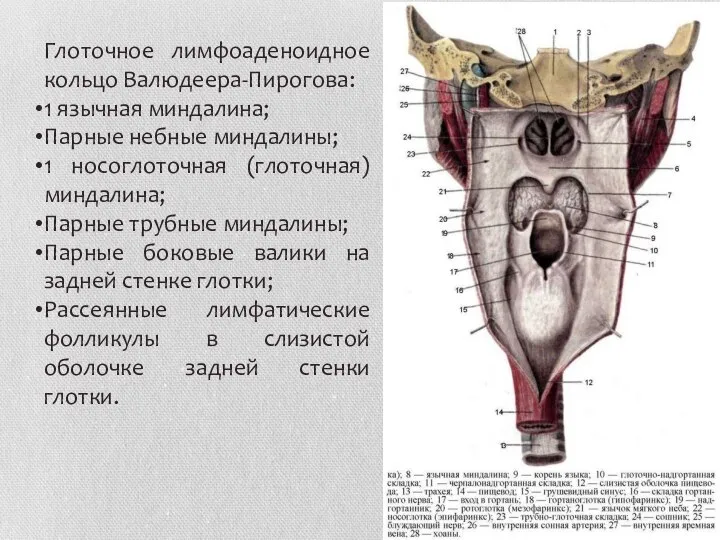 Глоточное лимфоаденоидное кольцо Валюдеера-Пирогова: 1 язычная миндалина; Парные небные миндалины; 1 носоглоточная