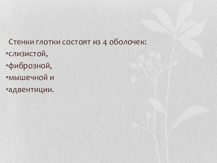 Стенки глотки состоят из 4 оболочек: слизистой, фиброзной, мышечной и адвентиции.