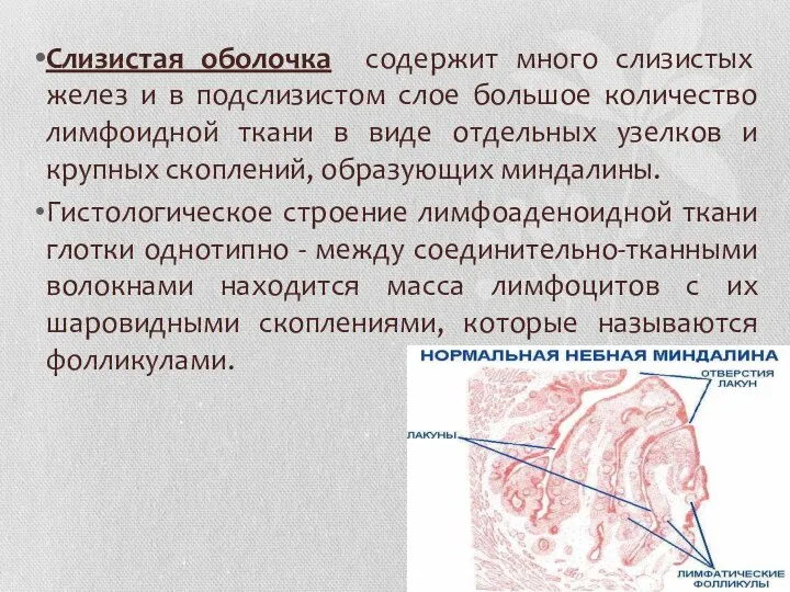 Слизистая оболочка содержит много слизистых желез и в подслизистом слое большое количество