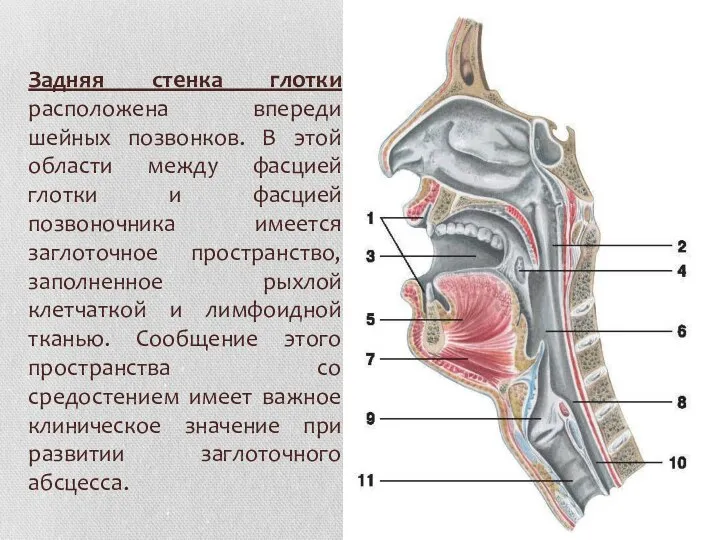 Задняя стенка глотки расположена впереди шейных позвонков. В этой области между фасцией