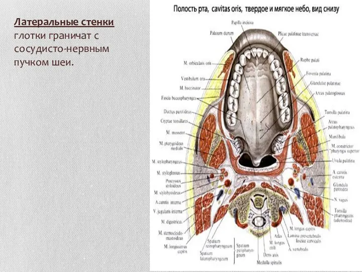 Латеральные стенки глотки граничат с сосудисто-нервным пучком шеи.