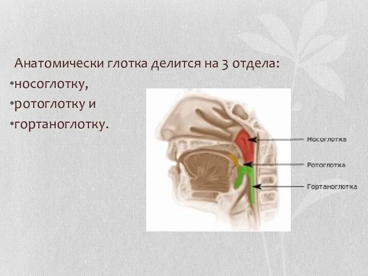 Анатомически глотка делится на 3 отдела: носоглотку, ротоглотку и гортаноглотку.