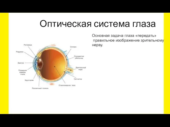 Оптическая система глаза Основная задача глаза «передать» правильное изображение зрительному нерву.