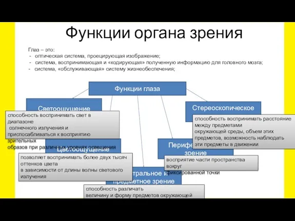 Глаз – это: оптическая система, проецирующая изображение; система, воспринимающая и «кодирующая» полученную