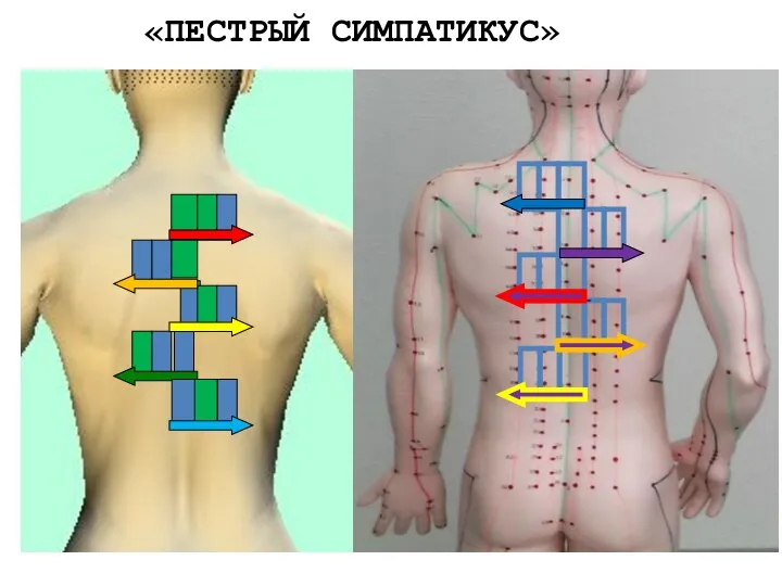 «ПЕСТРЫЙ СИМПАТИКУС»