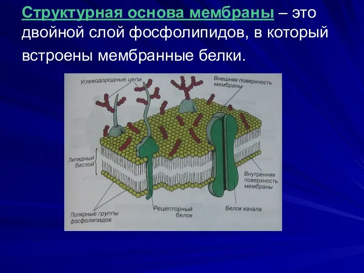 Структурная основа мембраны – это двойной слой фосфолипидов, в который встроены мембранные белки.