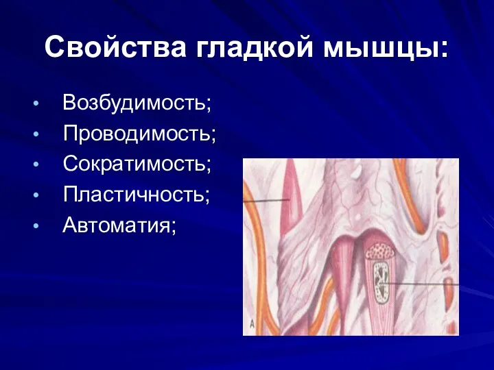 Свойства гладкой мышцы: Возбудимость; Проводимость; Сократимость; Пластичность; Автоматия;