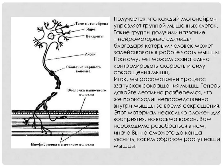 Получается, что каждый мотонейрон управляет группой мышечных клеток. Такие группы получили название