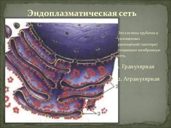 Эндоплазматическая сеть Это система трубочек и уплощенных расширений (цистерн) создающие мембранную сеть. 1. Гранулярная 2. Агранулярная