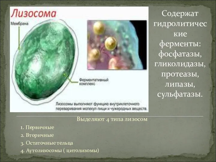 Содержат гидролитические ферменты: фосфатазы, гликолидазы, протеазы, липазы, сульфатазы. Выделяют 4 типа лизосом