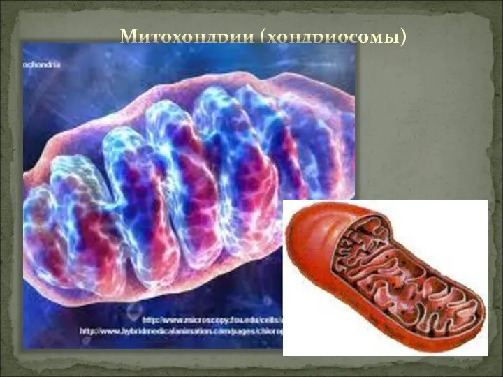 Митохондрии (хондриосомы)