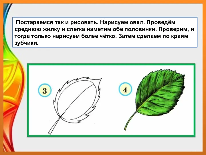 Постараемся так и рисовать. Нарисуем овал. Проведём среднюю жилку и слегка наметим