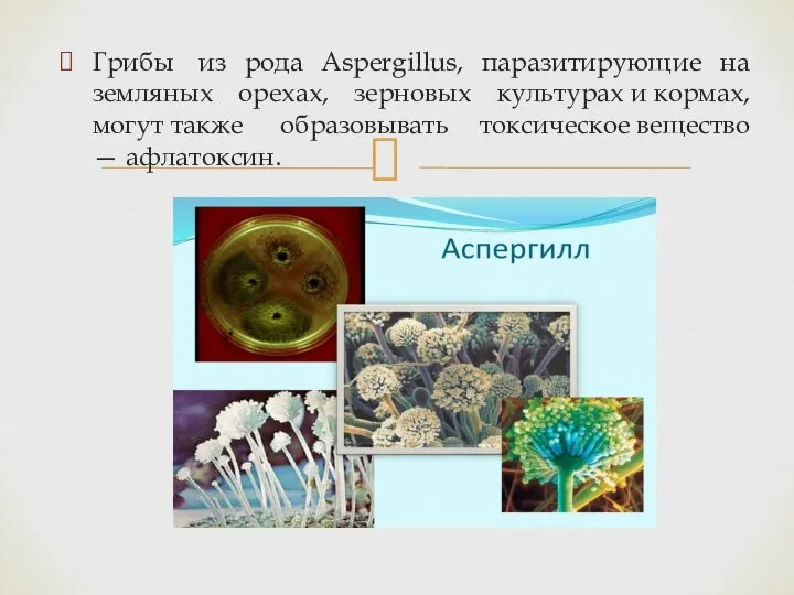 Грибы из рода Aspergillus, паразитирующие на земляных орехах, зерновых культурах и кормах,