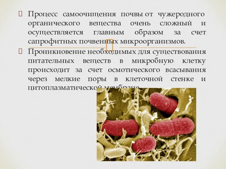 Процесс самоочищения почвы от чужеродного органического вещества очень сложный и осуществляется главным