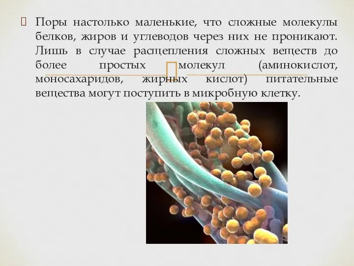 Поры настолько маленькие, что сложные молекулы белков, жиров и углеводов через них